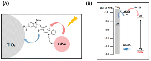 Synchronized Energy and Electron Transfer Processes in Covalently Linked CdSe–Squaraine Dye–TiO2 Light Harvesting Assembly